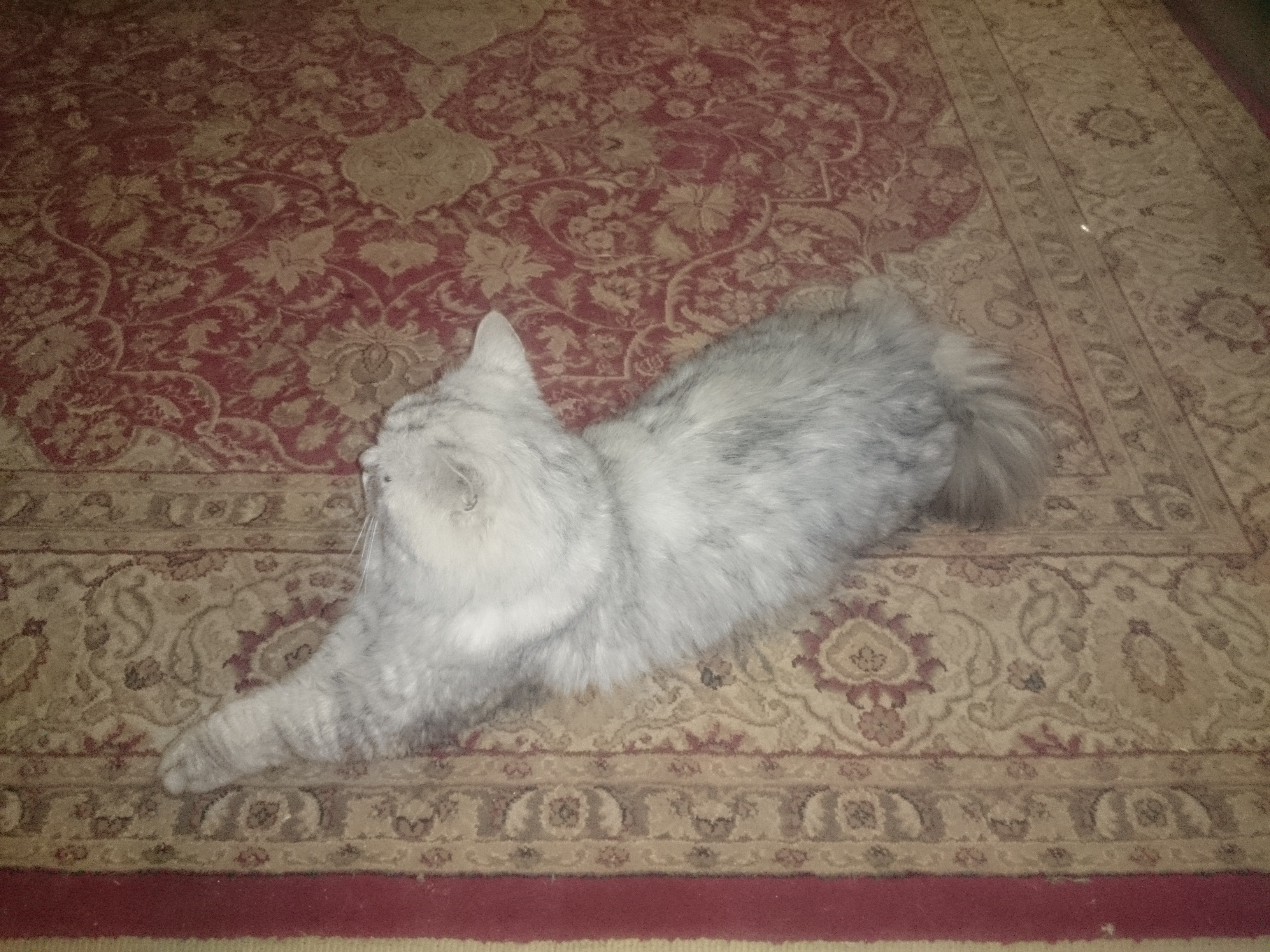 Persian Cat for Sale in Rawalpindi Islamabad AlKhidmat Property